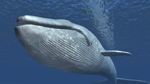 457107-whale.jpg