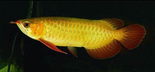 redtailgoldarowana.jpg