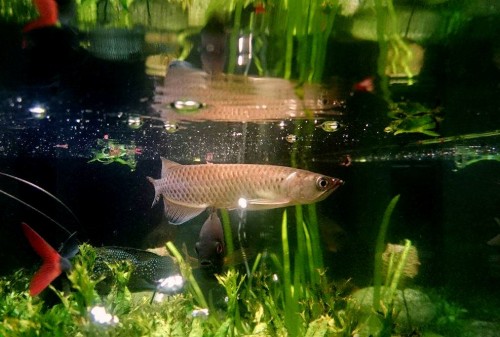 arowana1.jpg