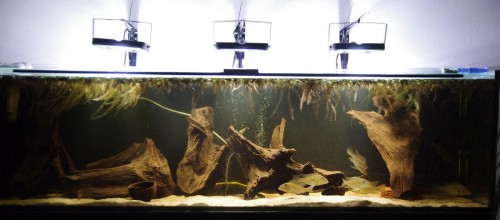 450l.jpg