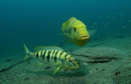 boulengerochromis-microlepis.jpg