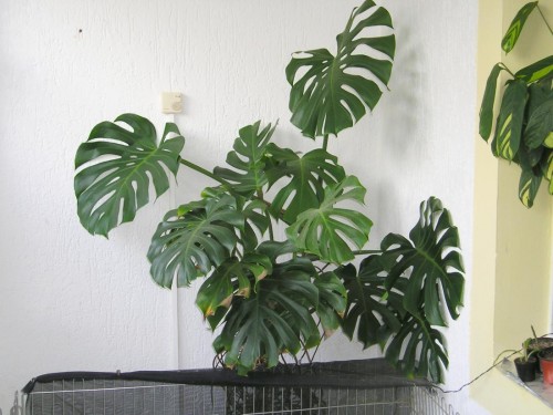 monstera-pflanze-plant-921257-o.jpg