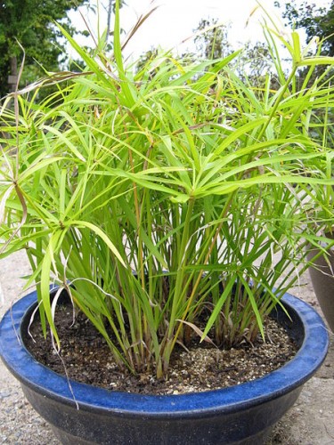 Cyperus_papyrus.jpg