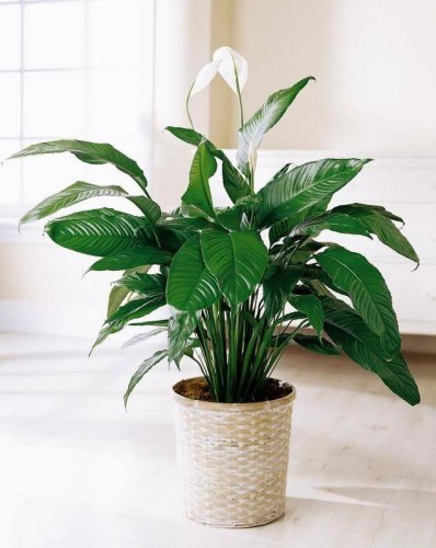 Spathiphyllum.jpg