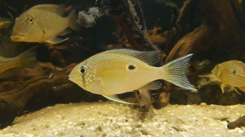 B.wavrini.jpg