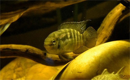 Laetacara araquaiae / 41.jpg 41.jpg