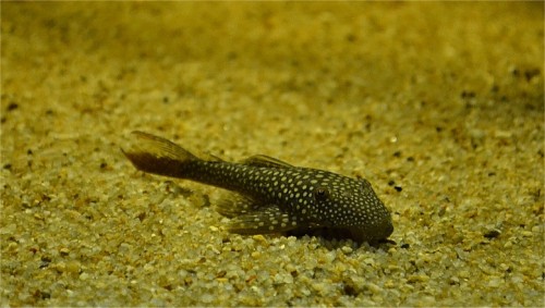 Lasiancistrus heteracanthus WILD / 14.jpg 14.jpg