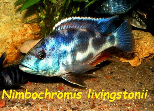 Nimbochromis livingstonii.jpg