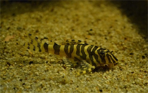 Peckoltia compta / 13.jpg 13.jpg