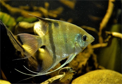 Pterophyllum leopoldi WILD / 35.jpg 35.jpg
