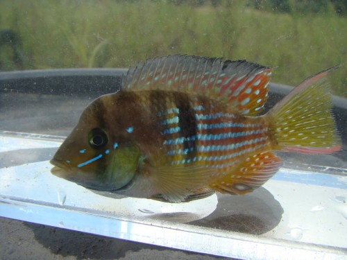 Gymnogeophagus rhabdotus.jpg