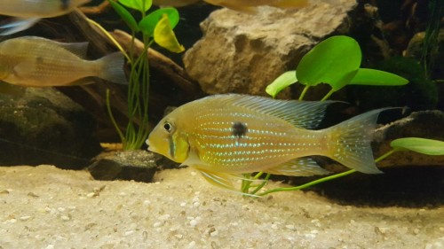 geophagus.jpg